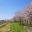 六日町、桜の風景