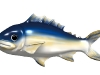 2006fish