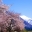山の残雪と桜
