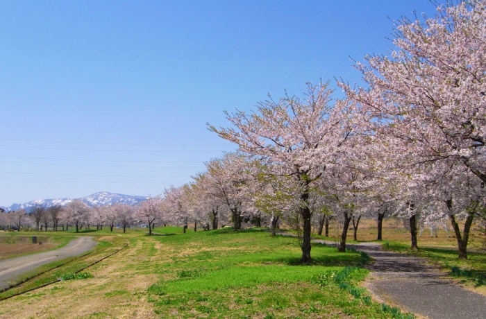 六日町、桜の風景
